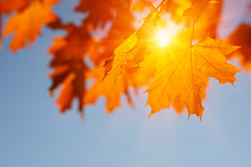 Fototapeta premium Autumn leaves on the sun