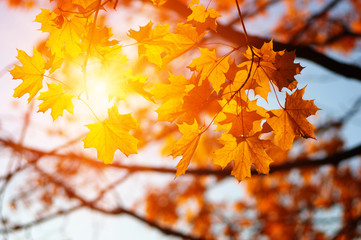 Fototapeta na wymiar Autumn leaves on the sun