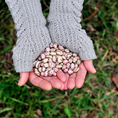 Beans in female hands. Горсть фасоли в женских руках.