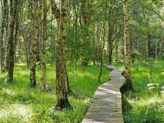 Holzsteg durch Moorgebiet im Emsland mit Moorbirken