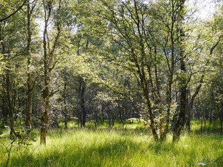 Moorgebiet im Emsland mit Moorbirken