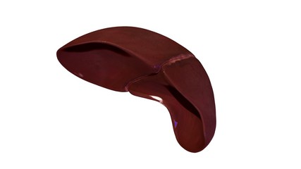 3d illustration human body organs

