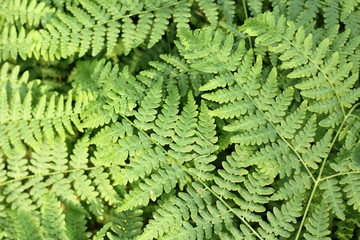 wild nature background/ green leaves of fern that grows thick in the forest 