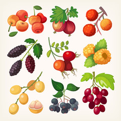 Juicy colorful berry set for label design. Illustration for cook