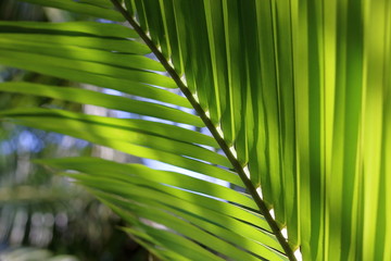 Green coconut leaves, shallow depth of field