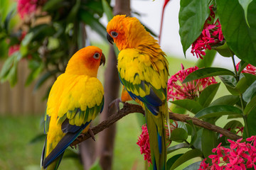 コガネメキシコインコのカップル