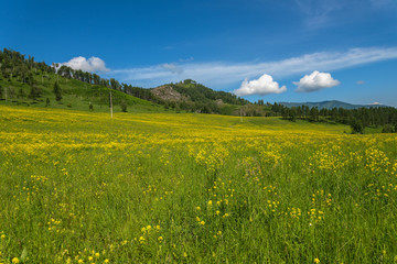 Fototapeta na wymiar wild flowers meadow mountains
