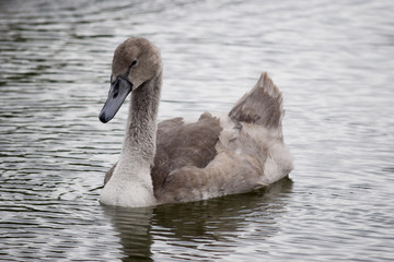 Fototapeta premium Young at the swans