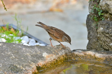 Song thrush, bird