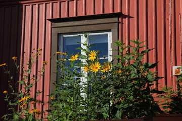 Fototapeta na wymiar Flowers near the house,Sigtuna,Sweden