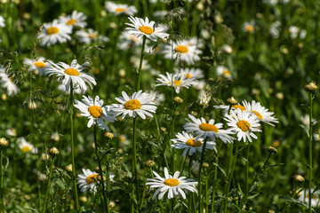 daisy flowers meadow
