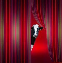 Tenda da circo con mucca curiosa che guarda  © oraziopuccio