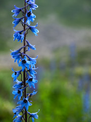 Blossomed flower in a very shallow focus