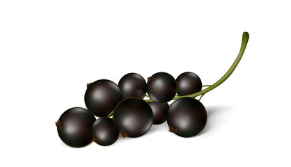 Berries of a black currant on a white background