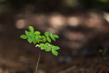 Small tree was born in the woods