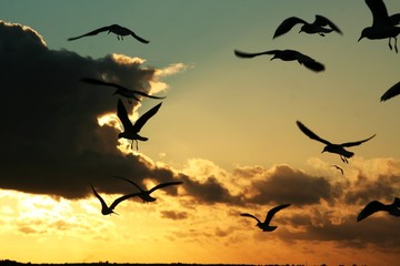 gulls on the coast at sunset 1