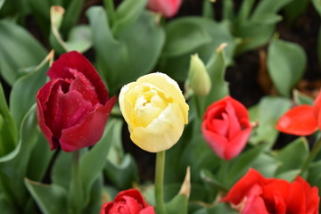 Red and Yellow Tulips