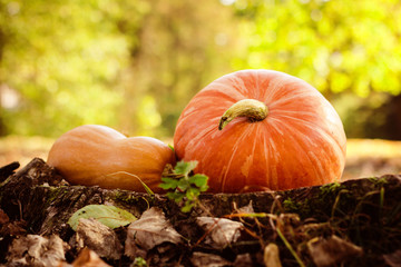 autumn pumpkin. pumpkins on Halloween. Autumn harvest of pumpkins halloween