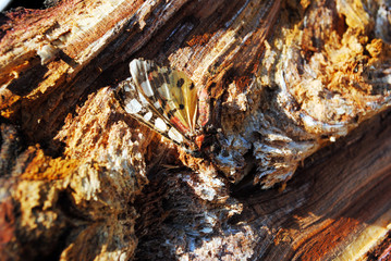 Withered butterfly on old wood