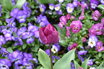 Obraz na płótnie Canvas Purple Tulip