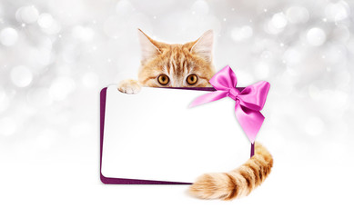 ginger cat with gift card and purple ribbon bow