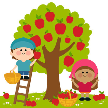 Children picking apples under an apple tree. Vector illustration