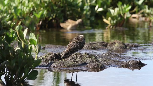 Philomachus pugnax. Ruff among marsh thickets