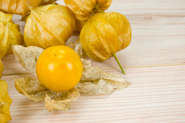 Physalis - Andenbeere - Kapstachelbeere 