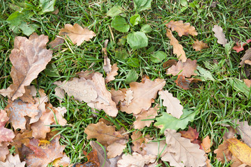Top view on green grass with autumn yellow leaves. Autumn and lifestyle concept