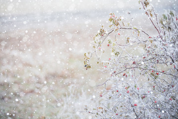 Large rose hips lifted. The berries are bright orange. Snowfall.