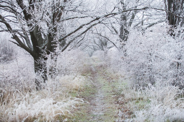 Winter Park. Oak Alley. The leaves on the trees anymore. Snowfall.