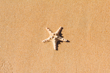 Starfish on sand. Sea background.