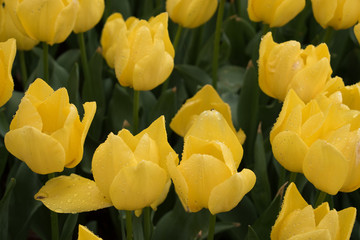 Obraz premium Flowers