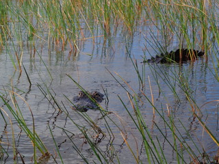 Fototapeta premium Alligator In Everglades National Park Florida