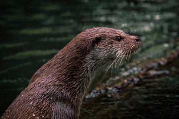Otter