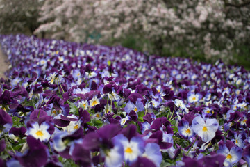 Obraz premium Flowers