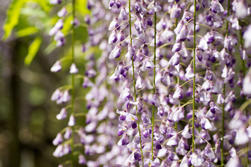 Obraz premium 萬葉植物園 藤の花