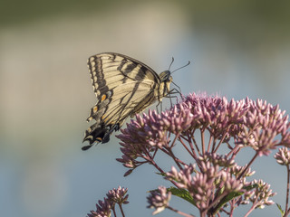 Eastern tiger swallowtail, Papilio glaucus
