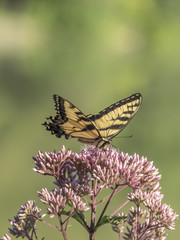 Eastern tiger swallowtail, Papilio glaucus