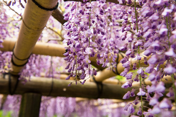 萬葉植物園　藤の花
