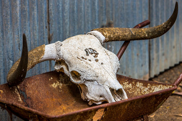 Rusty skull of bull in wheelbarrow against barn 