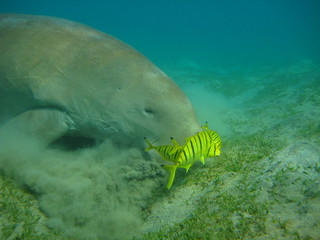 Dugong