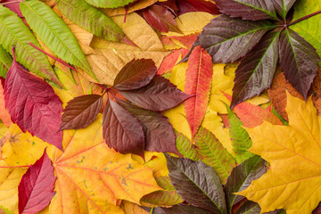 Autumn leaves background