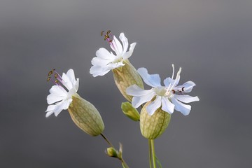 Bladder Campion, Silene vulgaris, edible plant