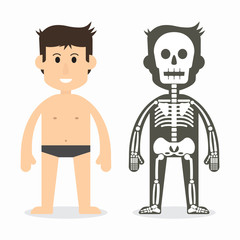 human body and skeletal system ( flat design )