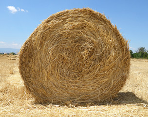 roll of straw after harvest