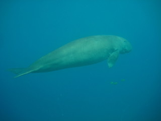 Seekuh / Dugong