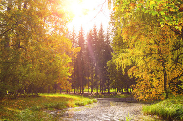 colorful autumn leaves on trees in park at sunset
