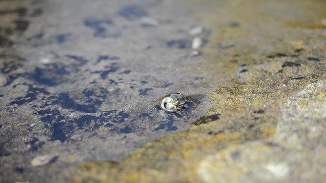 Hermit crabs at the beach in the water during the day.