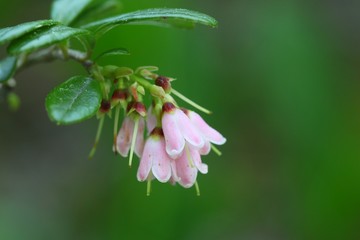 Lingonberry, cowberry flowers, wild food